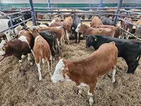 Bulle, Simmental cattle — Foto 4