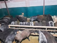 قوچ, گوسفند — عکس 6