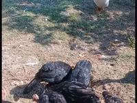 Turkeys — عکس 7