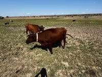 Үнээ, Latvian Blue cattle — 2 зураг