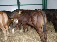 گاو ماده, Russian Black pied cattle — عکس 2