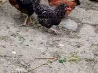 Chickens — ảnh 1