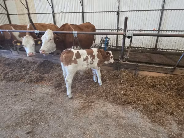 Toro, Simmental cattle
