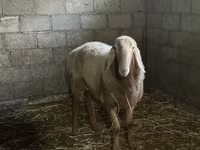 숫양, Arashan sheep — 사진 3