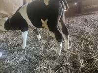 Toro, Simmental cattle — foto 3