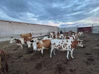 Krowa, Simmental cattle — zdjęcie 3