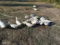 Pekin Jerman — foto 1