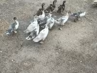 Ducks — photo 2