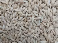 Уроондук арпа (Ячмень) сатылат НУТАНС 2-репродукция всхожость 95% — foto 1