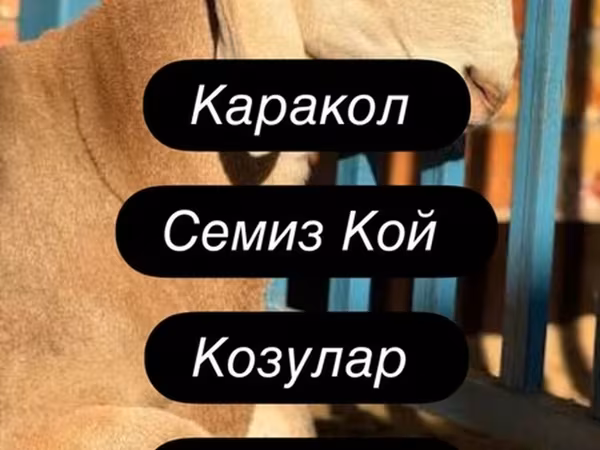 แกะ (เป็นล็อต, ไม่ระบุเพศ), Merino sheep — คีร์กีซสถาน