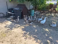 Geese — foto 2