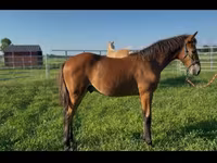 公马, Rocky Mountain Horse — 照片 4