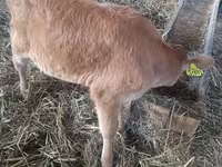 Lembu betina, Cattle — foto 3