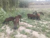 Sheep, Sheep — photo 4
