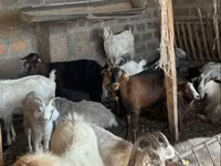 بکری, بکریاں — تصویر 2