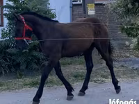 Kuda betina, Horses — foto 4