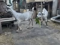 Bok, Nubian Goat — foto 3