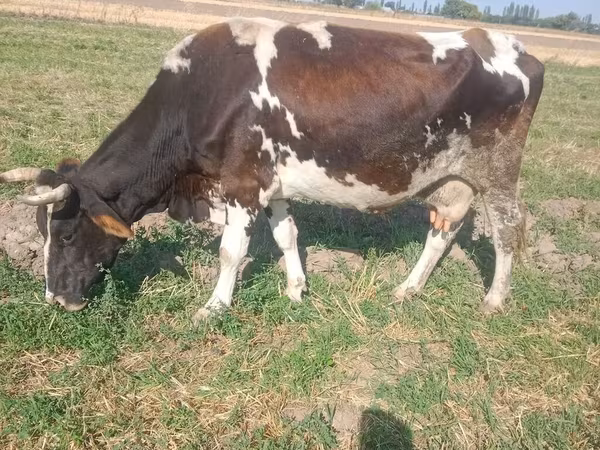 Mucca, Russian Black pied cattle