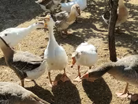 Geese — zdjęcie 1