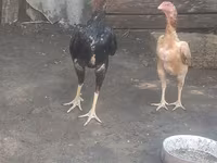 Chickens — عکس 3