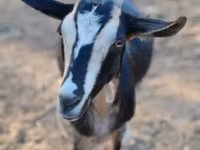 Echki, Toggenburg goat — 2-rasm