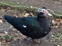 Ducks — புகைப்படம் 1