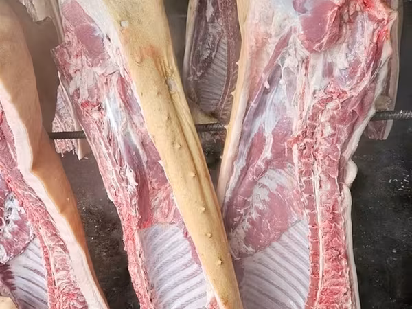 Sow,  — Kyrgyzstan