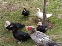 Ducks — foto 5