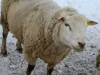 Domba jantan, Sheep — foto 1