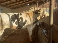 Tjur, Holsteinrasen — foto 2