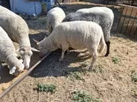 Baran, Merino sheep — zdjęcie 2