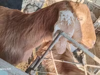 Cabra, Cabras — foto 3