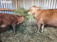 Lembu betina, Limousin cow — foto 1