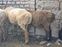 Oaie, Tian-Shan semifinewool sheep — foto 1