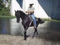 Kuda betina, Tennessee Walking Horse — foto 4
