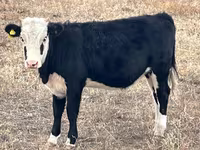 பசு, Simmental cattle — புகைப்படம் 5