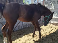 ঘোড়া, Arabian horse — ছবি 8