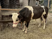 Touro, Raça Holstein — foto 1