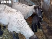 Хонь, White Suffolk sheep — 3 зураг