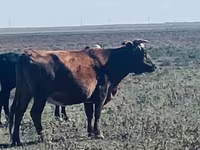 Krowa, Latvian Blue cattle — zdjęcie 3