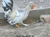 Chickens — fotografija 2