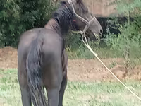 公马, Priob horse — 照片 3