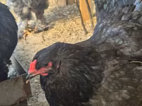 Brahma — foto 5