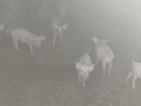 Eber, Schweine — Foto 2