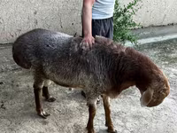 Montone, Pecore — foto 3