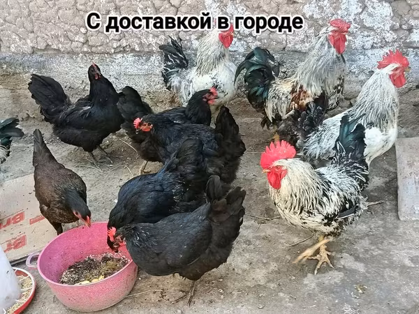 Chickens