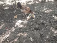 Chickens — عکس 2