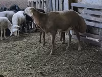 Berbec, Arashan sheep — foto 2