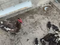 Ducks — عکس 5
