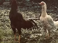 Chickens — 사진 2